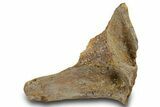 Hadrosaur (Edmontosaurus?) Dorsal Vertebral Arch - Wyoming #381190-1